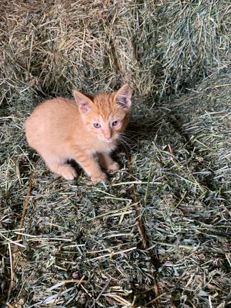 Barn kittens 1