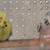 Big English Budgies / English parakeets 2 thumbnail