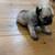 Mini Schnoodle puppy 4 thumbnail