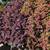 Coleus 2 thumbnail