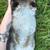 Mini Rex Rabbits 6 thumbnail