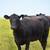 Two Groups of Guaranteed Bred Cows!! 5 thumbnail