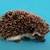 Baby Hedgehog 1 thumbnail