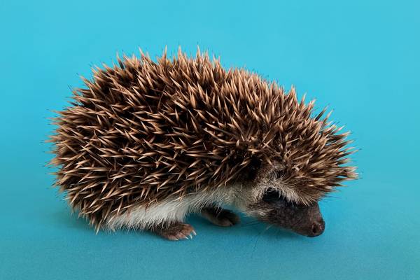 Baby Hedgehog 1