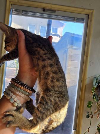 Kittens Savannah (Lawndale)600380226604247043