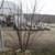 BALLED AND BURLAP EVERGREENS- ARBORVITAES- SHADE TREES AND MORE (SALE) 17 thumbnail