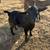 Four Young Nigerian Dwarf Goats! 1 thumbnail