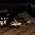 7 month huskies 5 thumbnail
