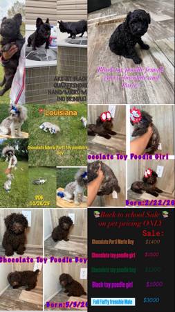 Poodles juguete y franceses (Nueva Orleans)