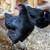 Chickens Young Hen Pullet, 27 Kind, Rio Grande Turkey & Guinea Fowl 9 thumbnail