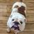 English bulldogs exotic 8 thumbnail