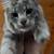 Missing grey medium haired tabby 1 thumbnail