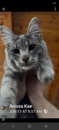 Missing grey medium haired tabby 1