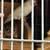 10 Finches 2 thumbnail