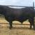 Gelbvieh Bulls 1 thumbnail