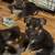 German shepherd puppies available 12-20-2025 10 thumbnail