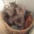 kittens for adoption come fixed and with shots 5 thumbnail