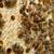Honey Bee nuc Beehive Live Bees Beekeeper Pollinize 4 thumbnail