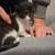 Kittens! (Since my first post got flagged) 5 thumbnail