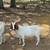 Goats Boer 7 thumbnail