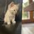 Beatuiful ragdoll kitten 12 thumbnail