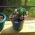 Spineless prickly pear cactus 8 thumbnail