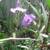 Yellow Oleander, Mango Trees, Cranberry Hibiscus, Papaya Trees 15 thumbnail