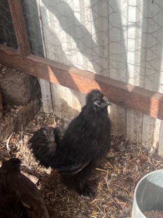 Banton rooster 1