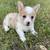 CKC Corgi Puppies 1 thumbnail