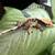 **CRESTED GECKOS** 3 thumbnail
