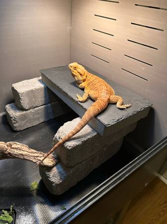 bearded dragon (Lincoln)63857444731649122