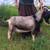 ADGA Nigerian dwarf buck goat for sale 1 thumbnail