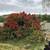 Plants & Trees 3 thumbnail