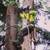 Tree removal, tree pruning, certified arborist 15 thumbnail