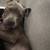 Rehoming american bully puppy 3 thumbnail