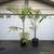 CHAMAEDOREA woodsoniana ///// Woodson's palm --- 1/5/15 gallon 7 thumbnail