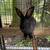Rabbits 1 thumbnail