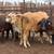8 bred braford heifers 11 thumbnail