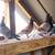 Pigeons 2 thumbnail