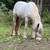 2yo Gypsy Vanner Gelding 6 thumbnail