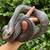 Texas Indigo(Adult female) 1 thumbnail