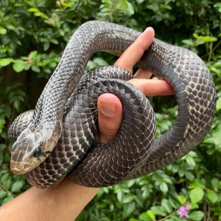 Texas Indigo(Adult female) 1