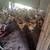 Cinnamon Queen Hens (Pullets)   For Sale 3 thumbnail