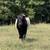 Scottish highland cattle 9 thumbnail