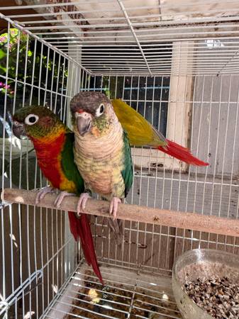 Conure (fairfield / vacaville)63852312100737122