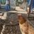 Chickens: Sulmtaler flock 2 thumbnail