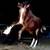 Gypsy Cross Yearling Gelding 3 thumbnail