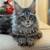 Maine Coon kitten for sale 2 thumbnail