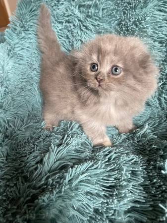 Rehoming beautiful kittens (Auburn, WA)64032355729921122