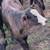11 Black Beef Feeder Calves 8 thumbnail